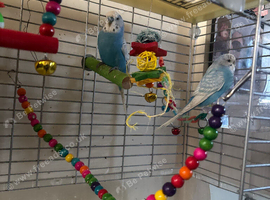 Breeding Pair of Budgies for Sale - &pound;50 for Everything!