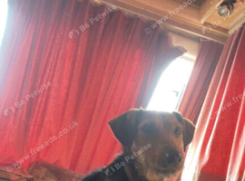 Jack Russell Cross Lakeland terrier
