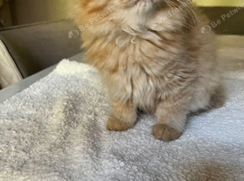 Persian kittens