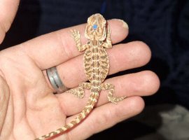 Baby bearded dragons for sale