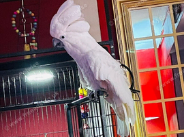 Umbrella cockatoo Glasgow