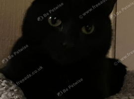 Beautiful Black Male Cat