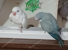 Indian Ringneck Parakeets