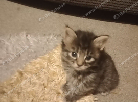 Maine coon cross