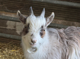 Pair of gorgeous Pygmy Goats