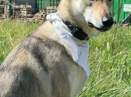 Sell Czechoslovakian wolfdog