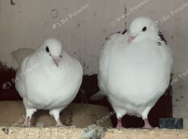 Racing pigeons