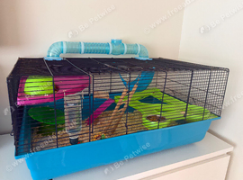 male dwarf hamster