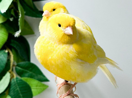 Beautiful young canaries