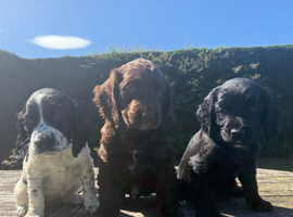Sprocker Puppies Cocker Spaniel X Springer Spaniel