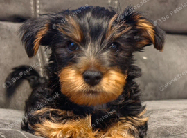 ​ Adorable 9-Week-Old Male Yorkshire Terrier Puppy Looking for His Forever Home