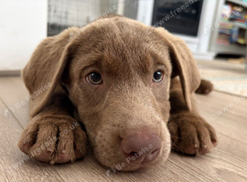Silver Labrador Puppy