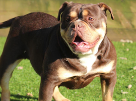 Olde English Bulldog