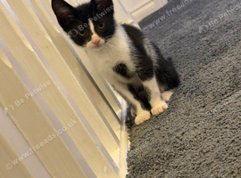 10 week old kitten