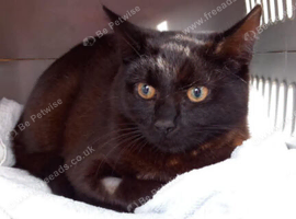 young female cat spayed chipped wormed &pound;30