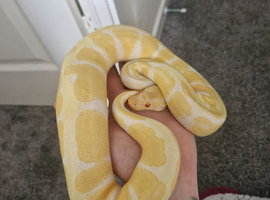 Male ball pythons and vivs available