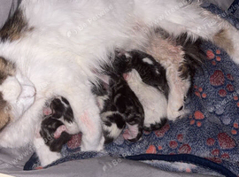 4 kittens ready on 26th November