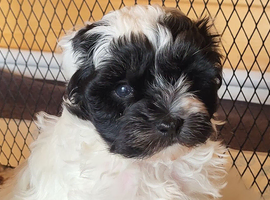 Stunning Yorkiepoos puppies available from Licensed Breeder.