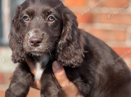 5 quality cocker spaniel pups ready now