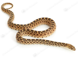 Bull Snake Wanted