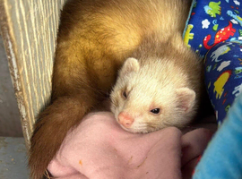 2 male ferrets intact