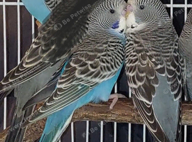 Baby budgies