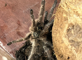 Unicorn Tarantula