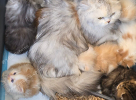 Two remaining lovely Highland straight kittens available