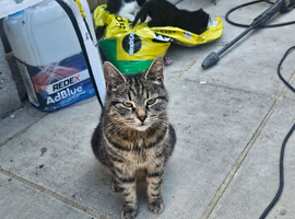 3 kittens