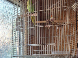 Male ringneck