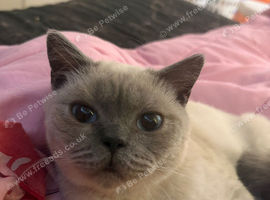 Colour point British shorthair