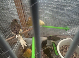 Canaries for sale