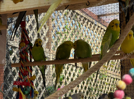 Aviary bred Budgies