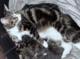 4 tabby kittens