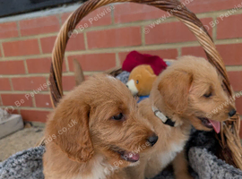 stunning Red Australian labradoodles