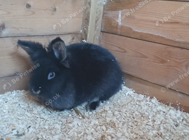 Lionhead rabbit