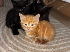 KITTENS LOOKING FOR LOVING HOMES