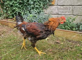 Shamo Cockerel and Hen
