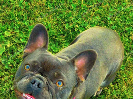 Fresh bulldog
