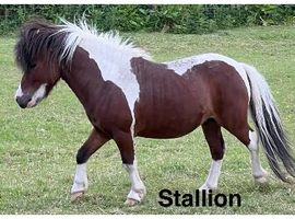 Lovely selection of ponies available