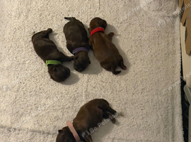 KC REGISTERED IMERIAL SHIH TZU LUXURY