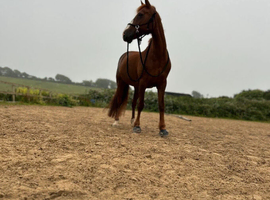 Autumn 14.2 Welsh x cob mare