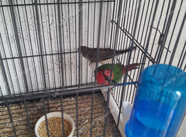 Owl finch