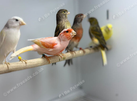 Canaries