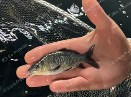 English Mirror Carp - Naturally raised