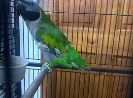 Derbyan Parrot 10 months old