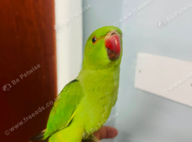 Tame Ringneck parrot for sale baby