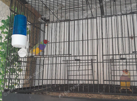 Guioldian finches