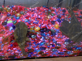 2 Plecostomus good size over 10 inch