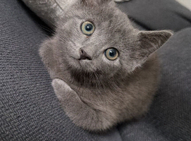Stunning 11 week old blue BSH cross male